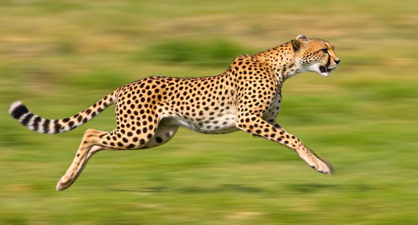 You are currently viewing গতির রাজা স্থলচর প্রাণীদের মধ্যে অদ্বিতীয় চিতা