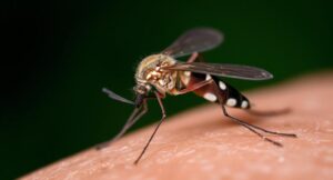 Read more about the article মশার মহাবিশ্ব: কত প্রজাতি আছে জানেন